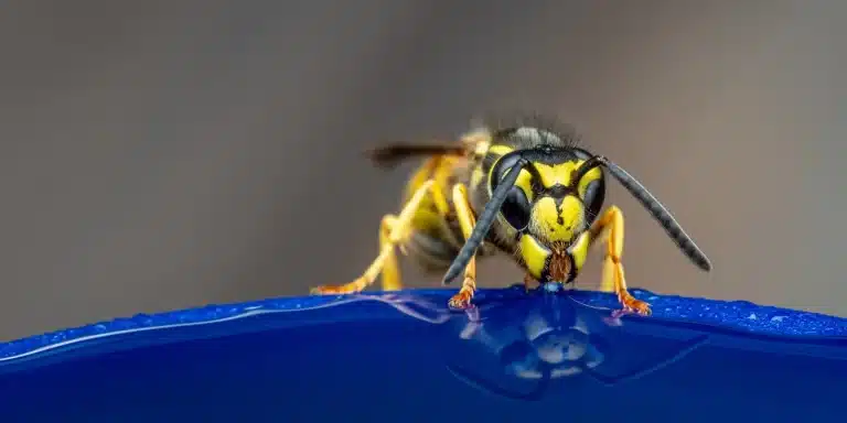 Illustration, JB3D ENVIRONNEMENT, désinsectisation et dératisation aux Essarts-en-Bocage