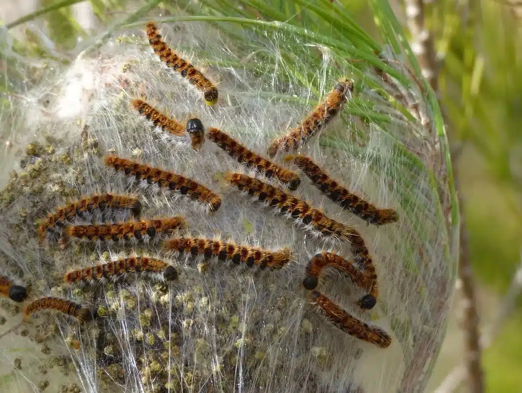 Illustration, JB3D ENVIRONNEMENT, désinsectisation et dératisation aux Essarts-en-Bocage