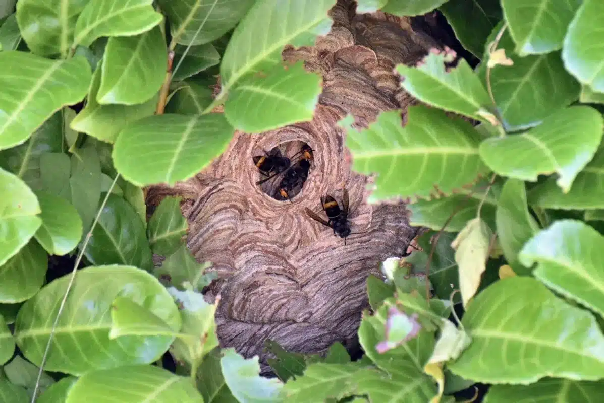 Illustration, JB3D ENVIRONNEMENT, désinsectisation et dératisation aux Essarts-en-Bocage